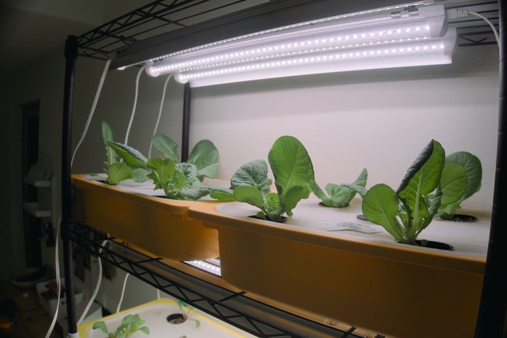 How to Setup a Kratky Hydroponic Bin